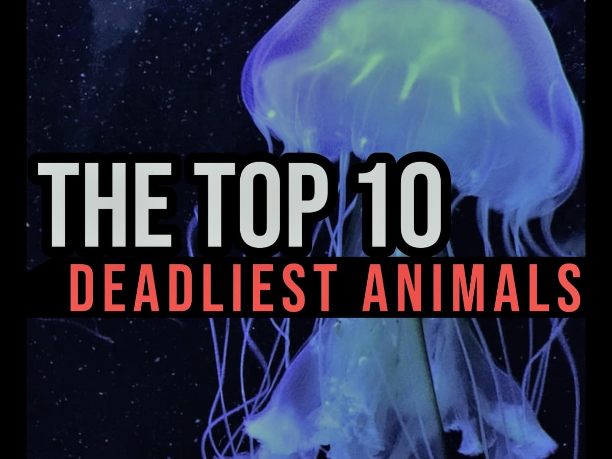 The Top 10 Deadliest Animals in the World - Owlcation
