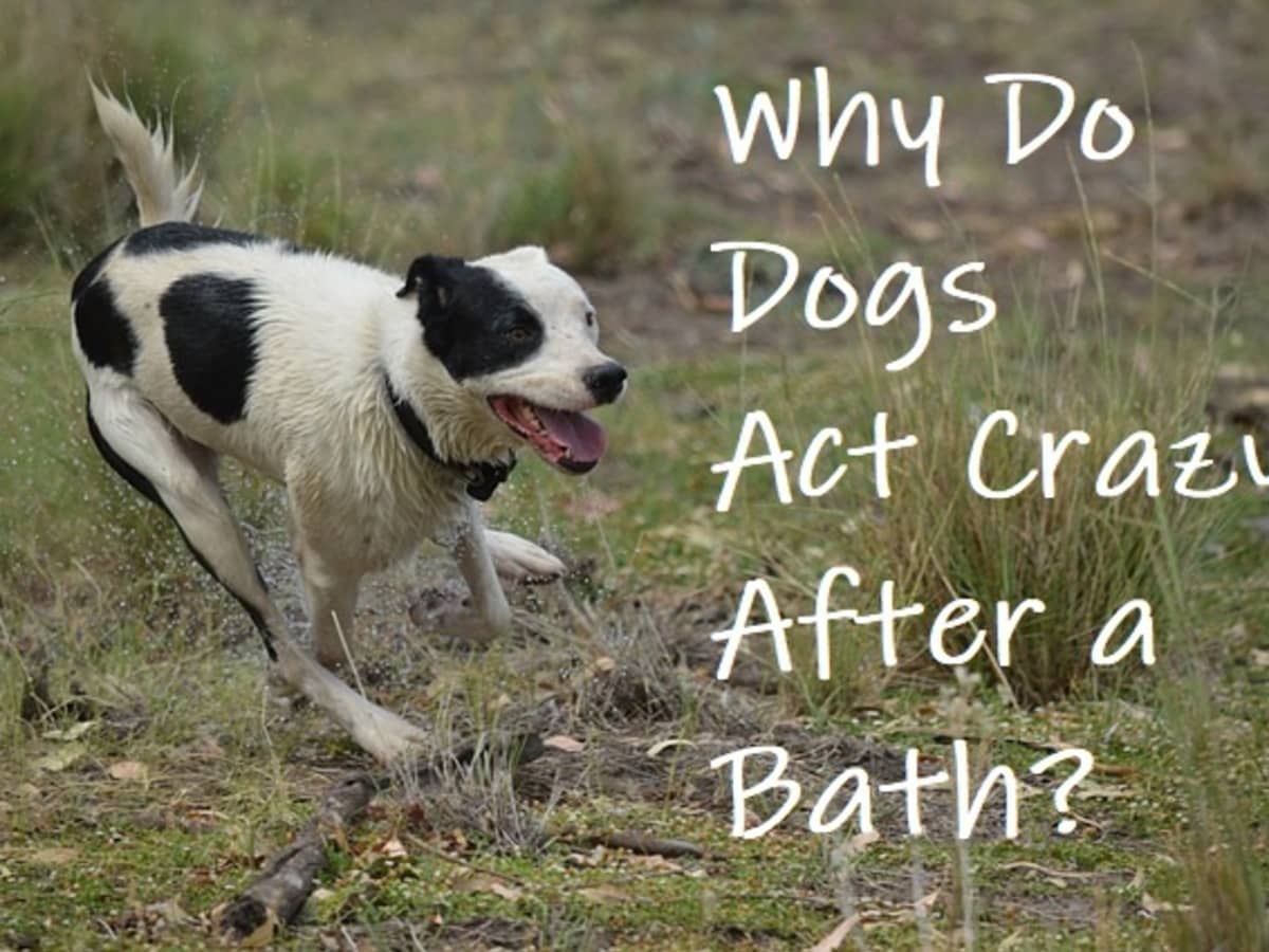 Why Does My Dog Run Like Crazy After A Bath? - Pethelpful