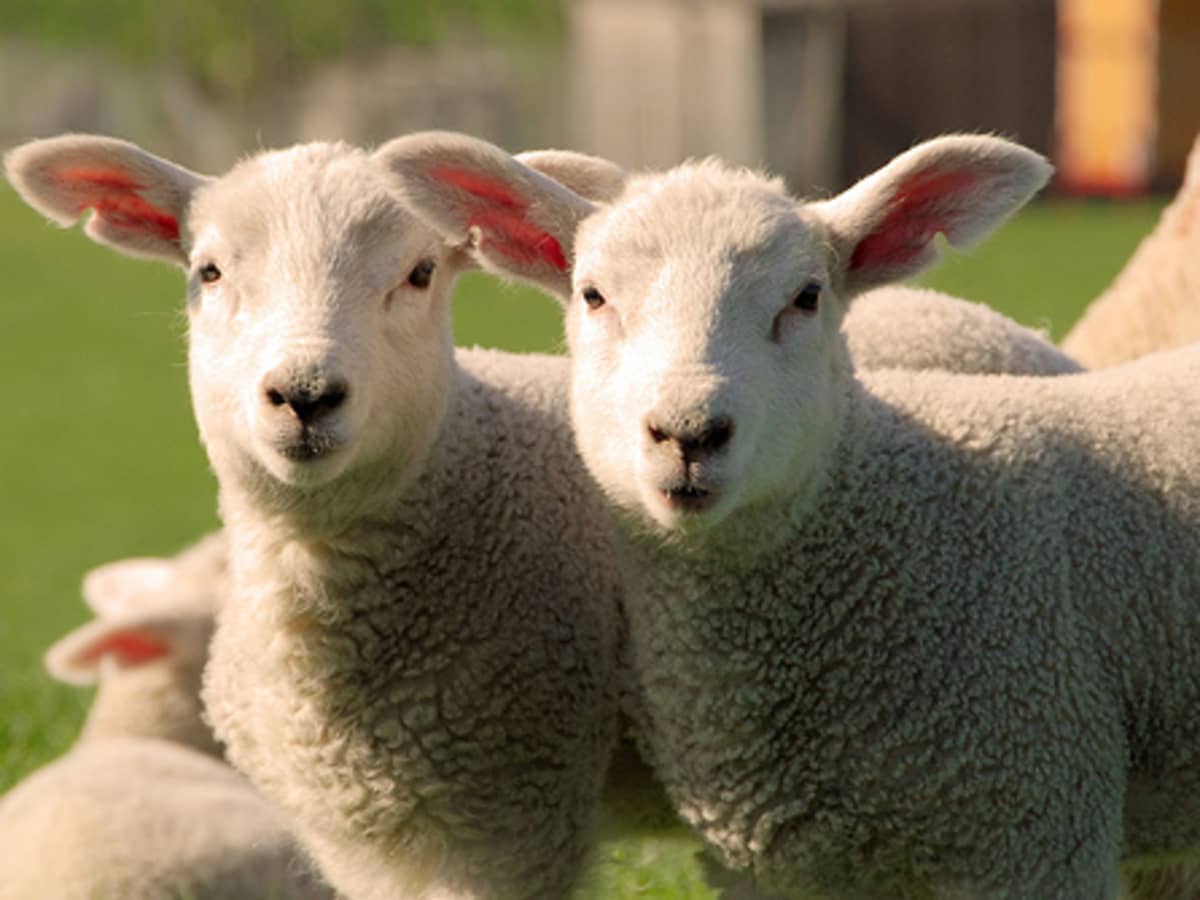 Raising Lamb for the Muslim Market - HubPages