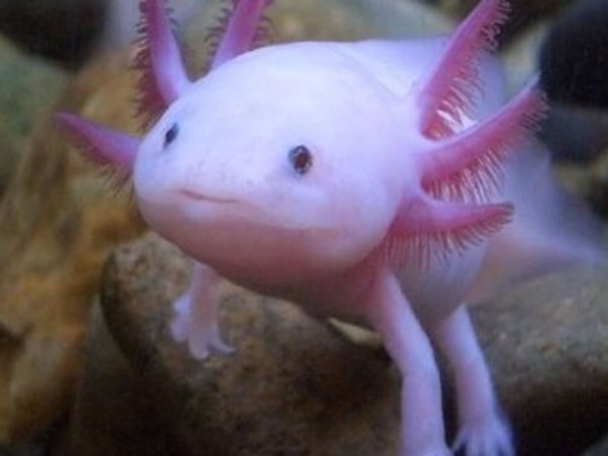 Weird Animals The Wooper Rooper Axolotl Hubpages