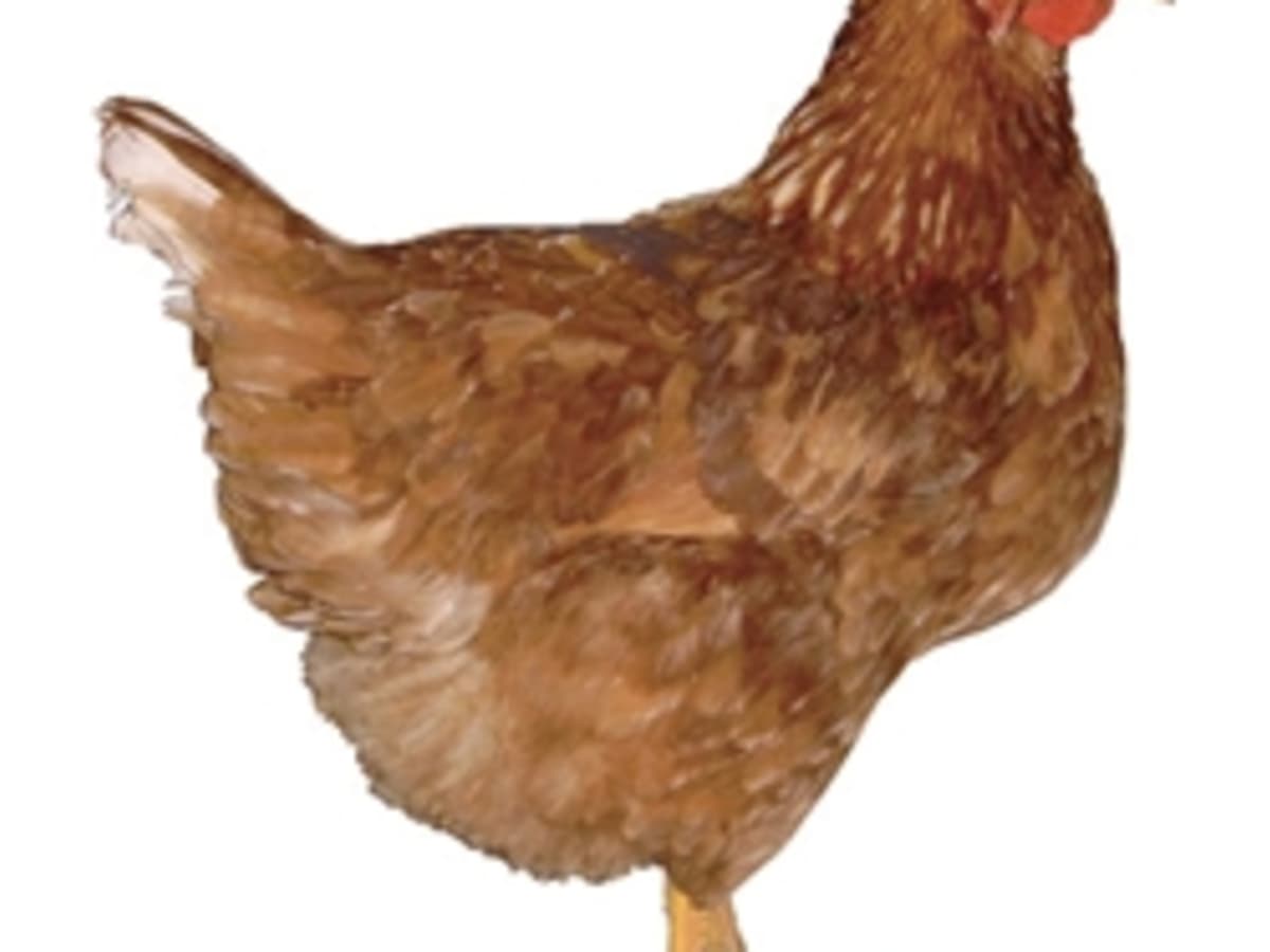 Chicken Breeds: Sex Link, Red Star, and Black Star; Color Sexing - HubPages