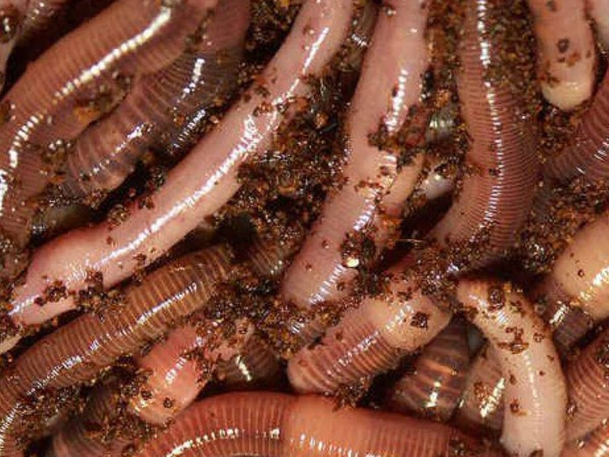 How to Make a Nightcrawler Worm Farm - Raising Nightcrawlers