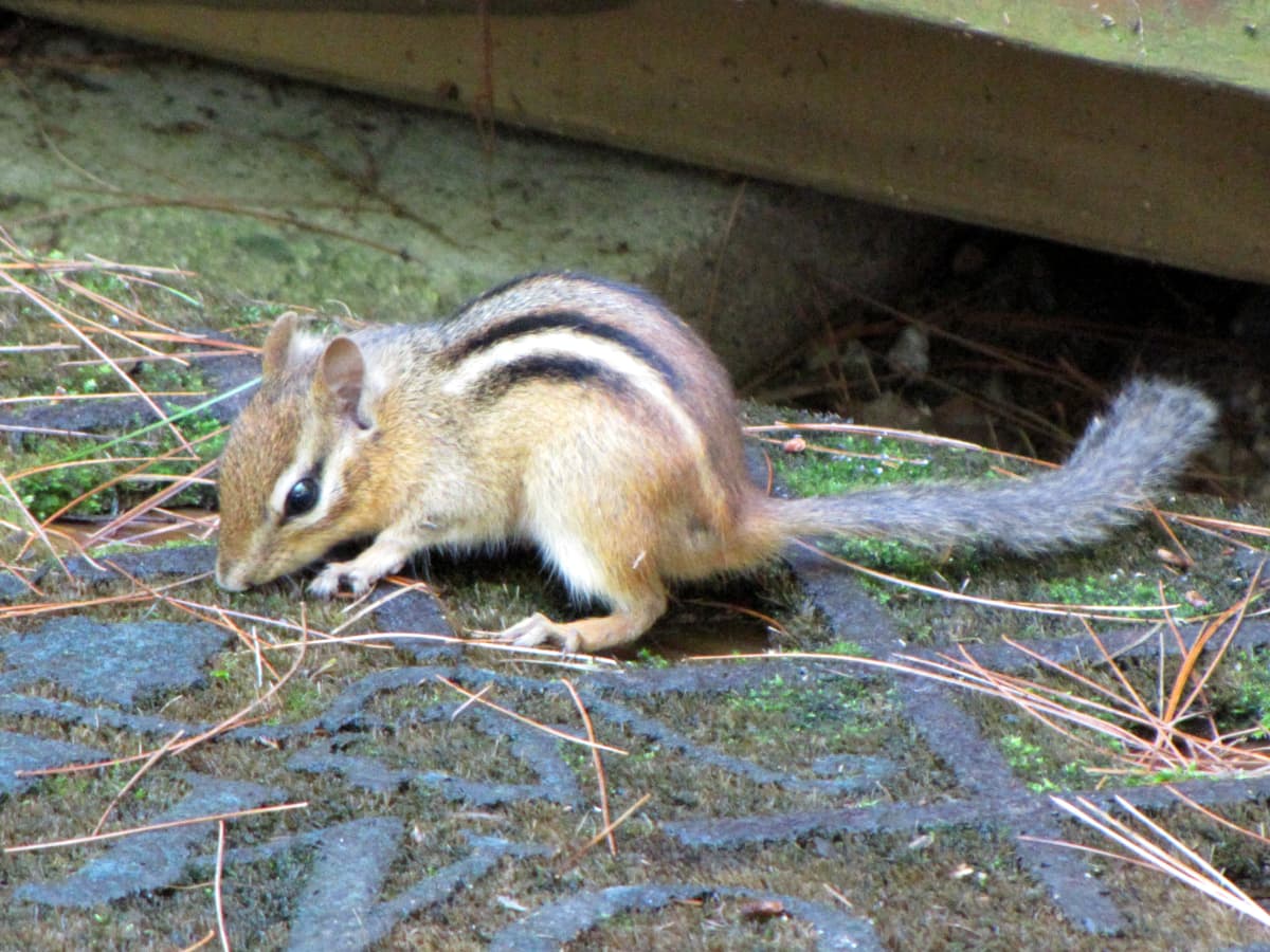 How to Get Rid of Chipmunks Using Traps or Repellants