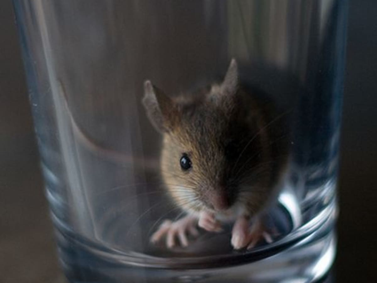 New Humane Chipmunk Trap - HubPages