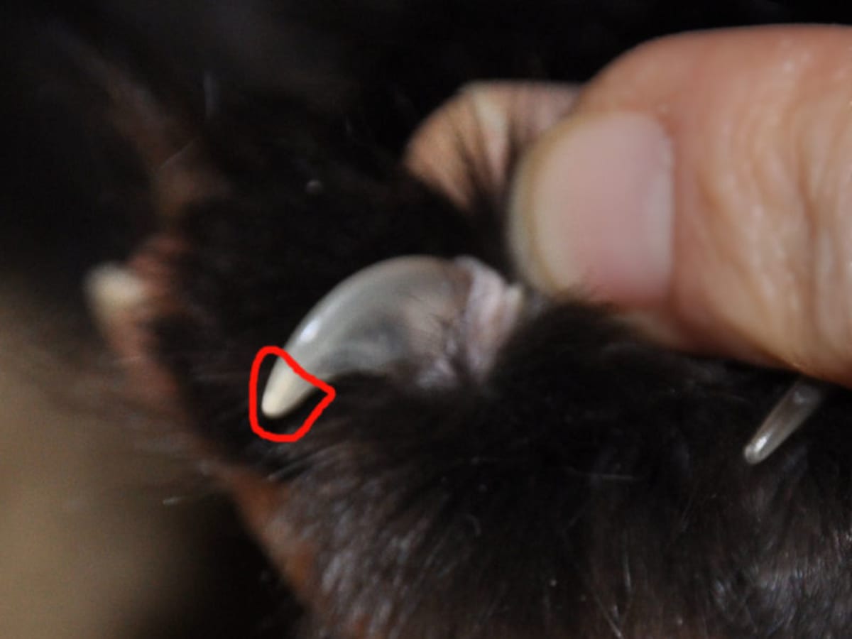 How to Cut a Cat's Nails | Life with Cerebellar Hypoplasia Cats