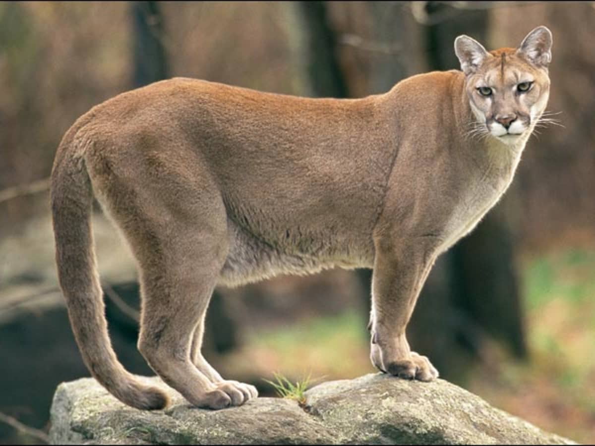 Prosper Automatic Bulk The Cougar, Panther, Puma, or Mountain Lion - America's Second Largest Cat  - HubPages