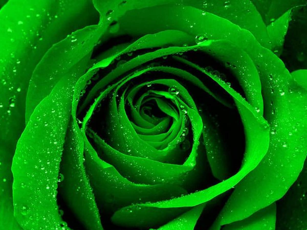 How to Make Green Roses: A Simple Step by Step Guide - HubPages