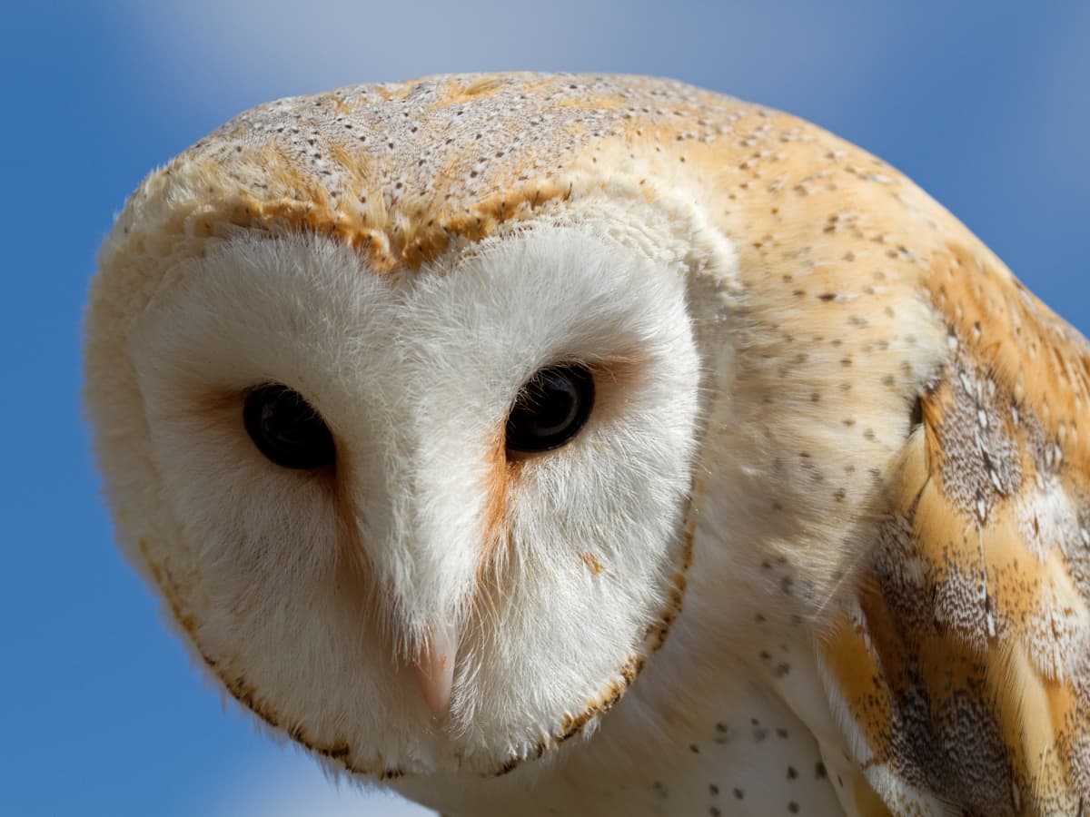 Barn Owls: Widely Found Across the United States