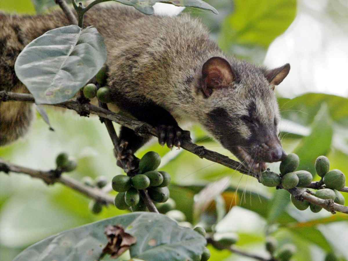 How Kopi Luwak, Heartache, and Progress aren't All that Different - The  Manual, image size:1200x900