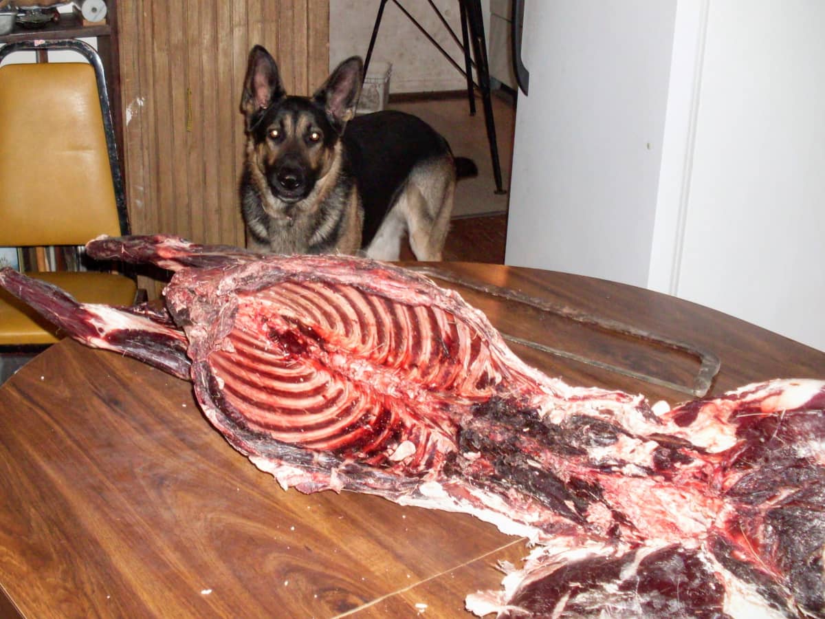 are deer ribs safe for dogs