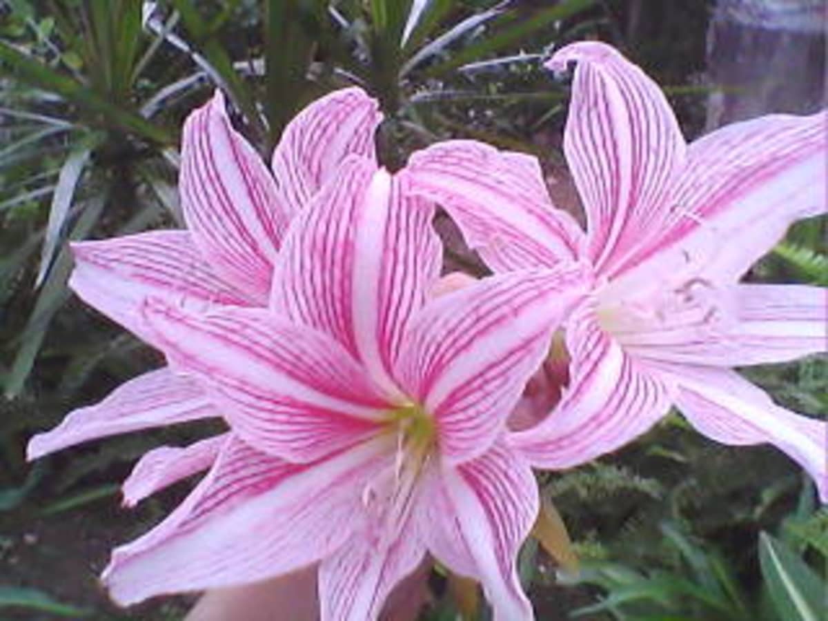 How to grow pink-striped-trumpet lily or Crinum latifolium? - HubPages