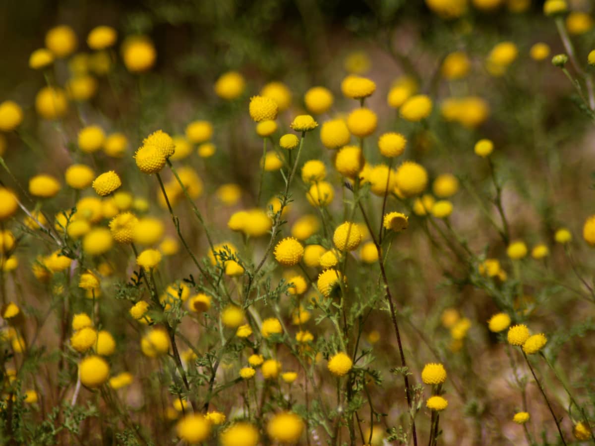 Desert in Bloom - HubPages