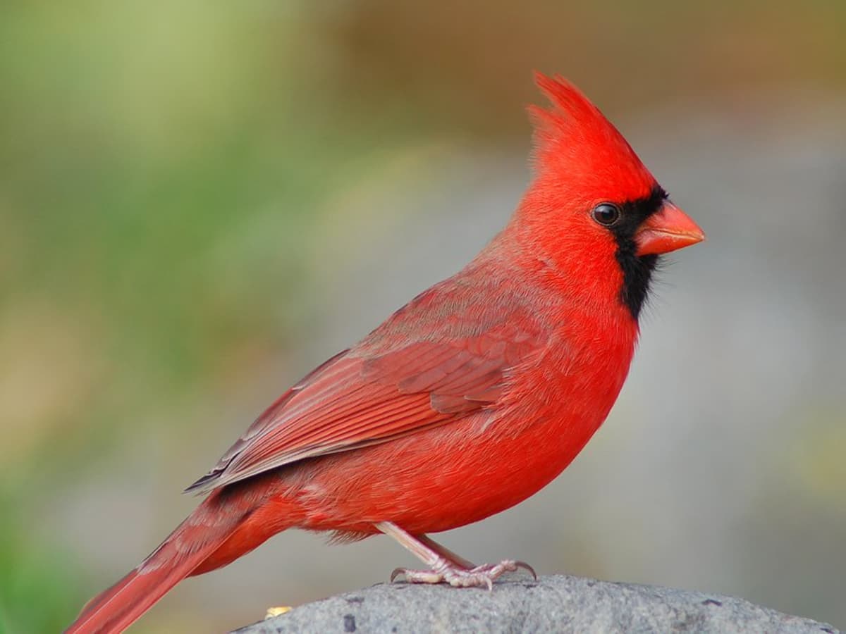 Northern Cardinal vs Blue Jay: Which one is the most Beloved