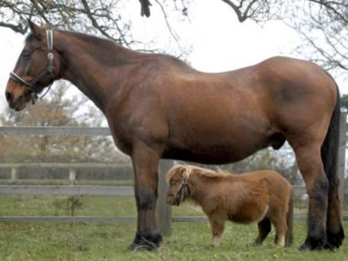worlds smallest horse