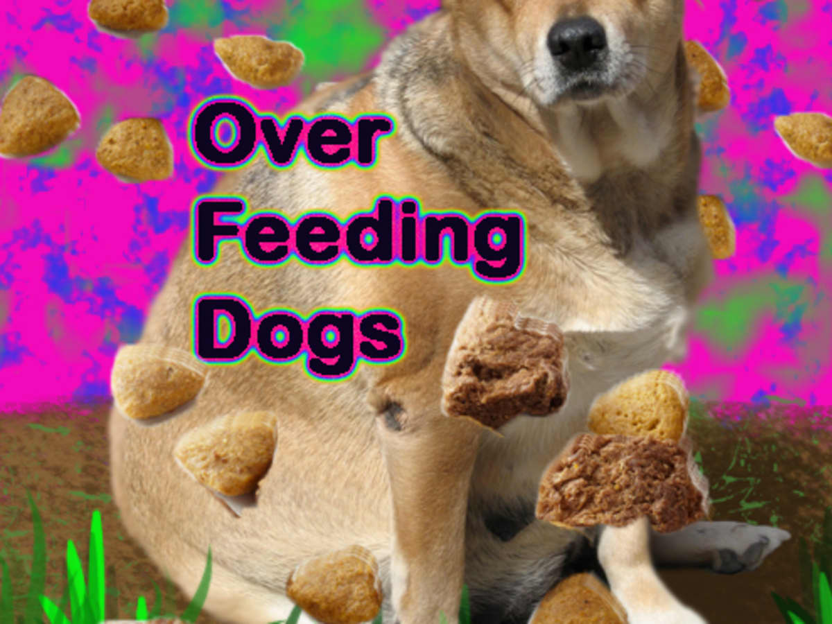 is overfeeding a dog bad