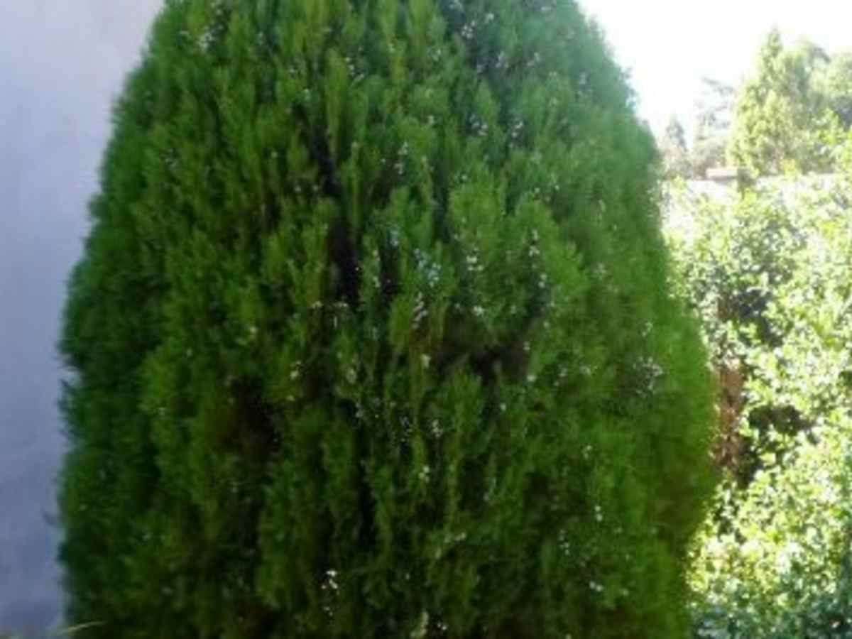 Conifers And Other Plants In Our Garden Hubpages