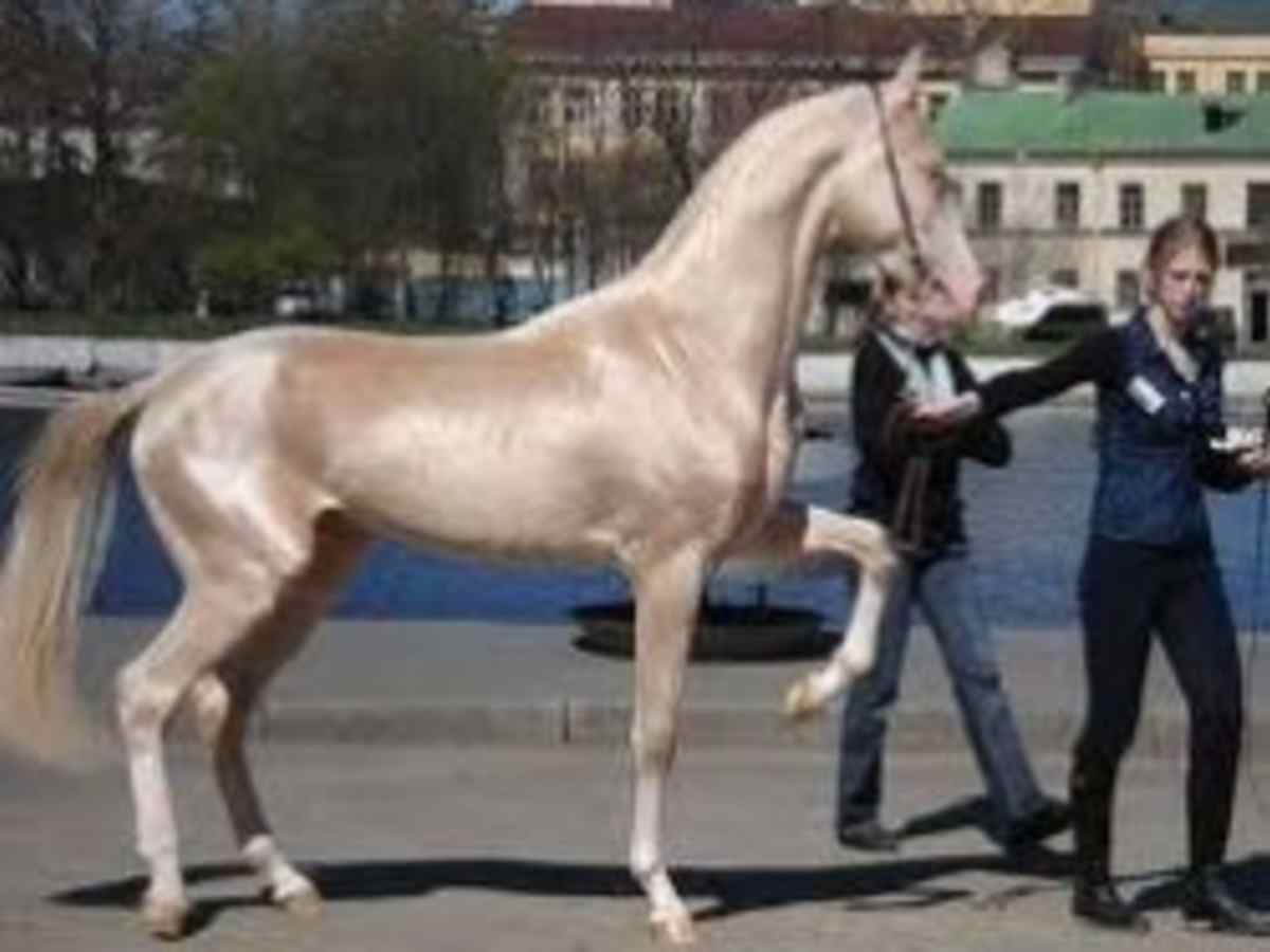 Worlds Most Beautiful Horse Breeds From Around The World Hubpages