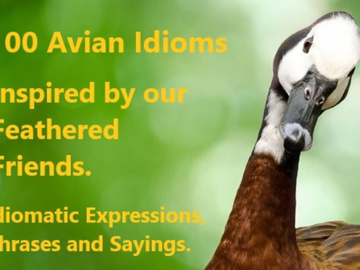 100 Everyday Avian Idioms and Phrases Inspired by Human Observation of Birds  - HubPages