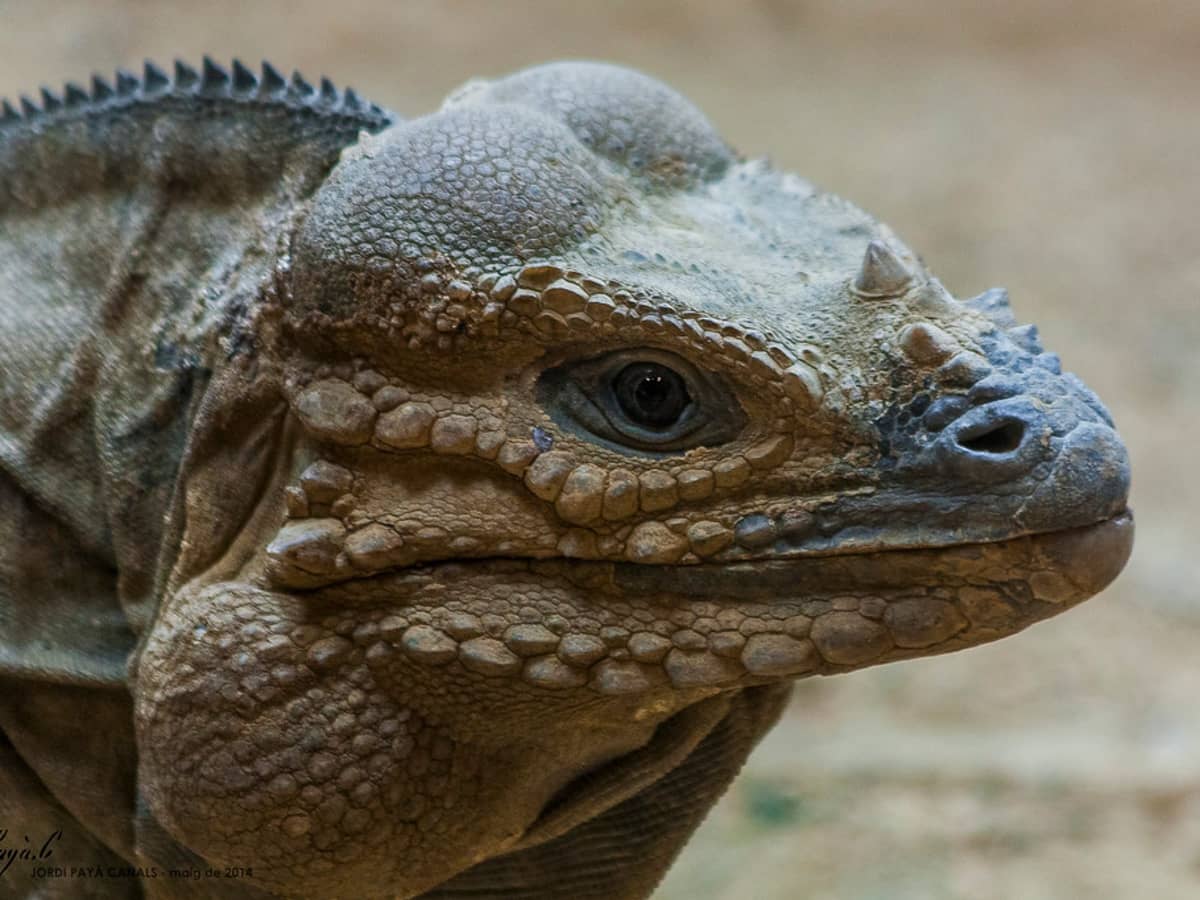 13 Vegetarian Pet Lizards That Don't Need Insects or Meat - PetHelpful
