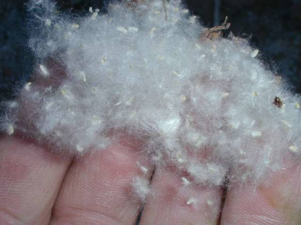 What's Up With All The White Fluff? Why Cottonwood Trees Are Seeding Like  Crazy This Year