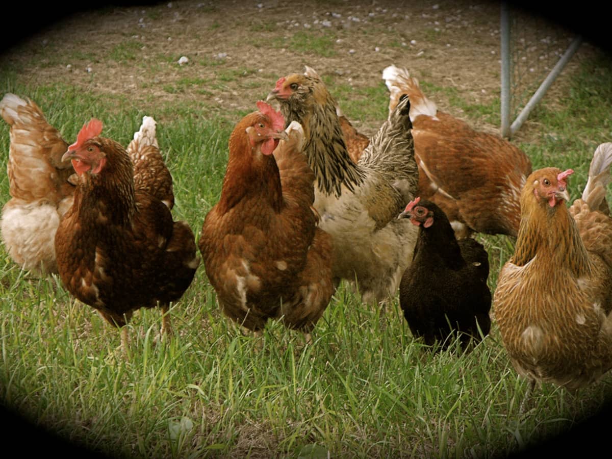 10 Best Chicken Breeds for Homestead or Backyard Chicken Coop - HubPages