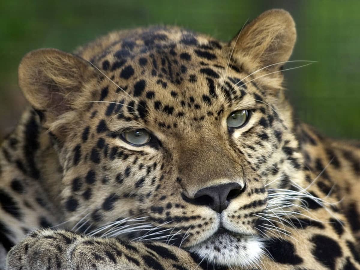 Help Save The Amur Leopard From Extinction!