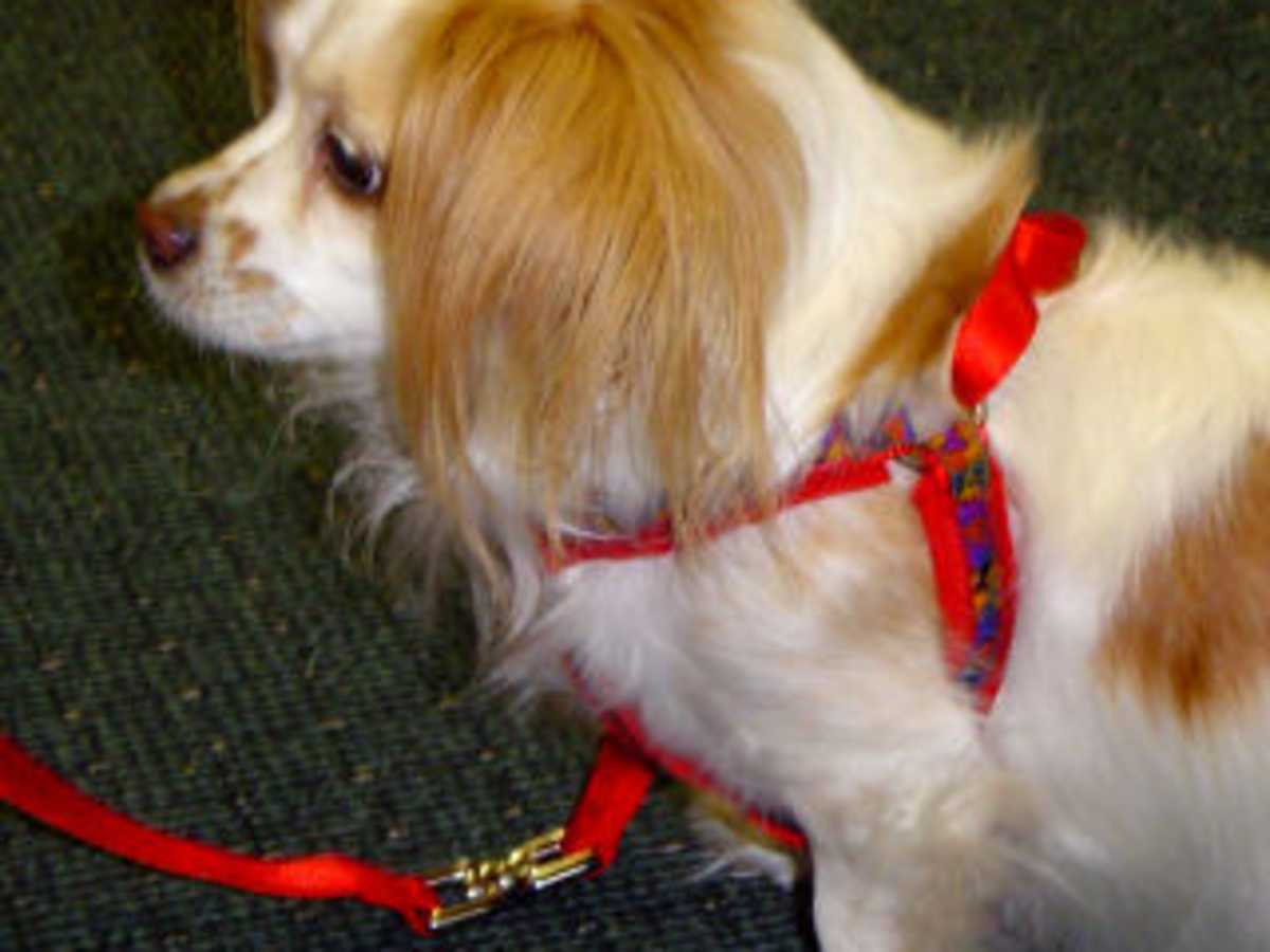 arthritis dog collar