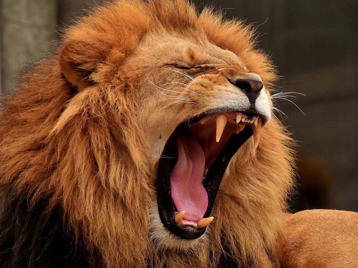 Secrets of a Lion's Roar, Science