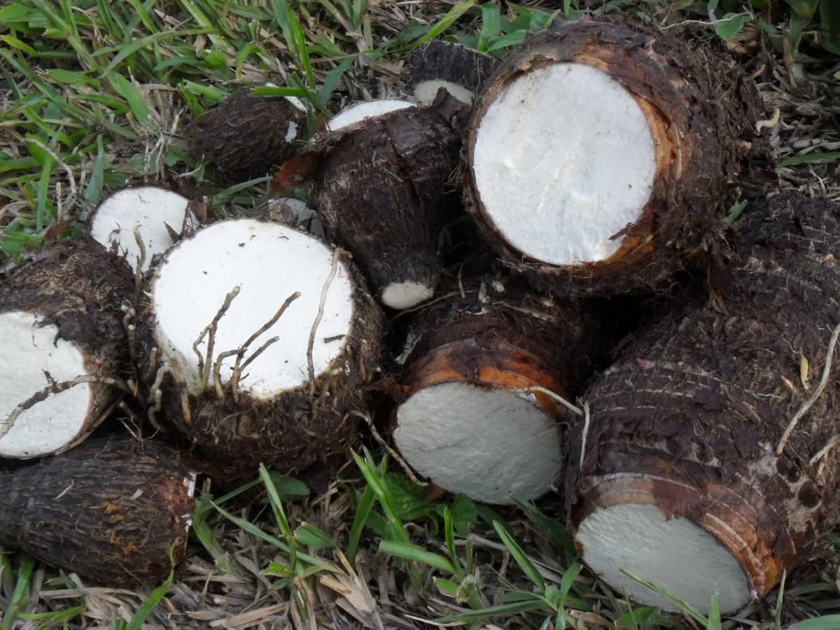 What Is Taro Root? Cocoyam, Eddo, Dasheen Health Benefits - HubPages