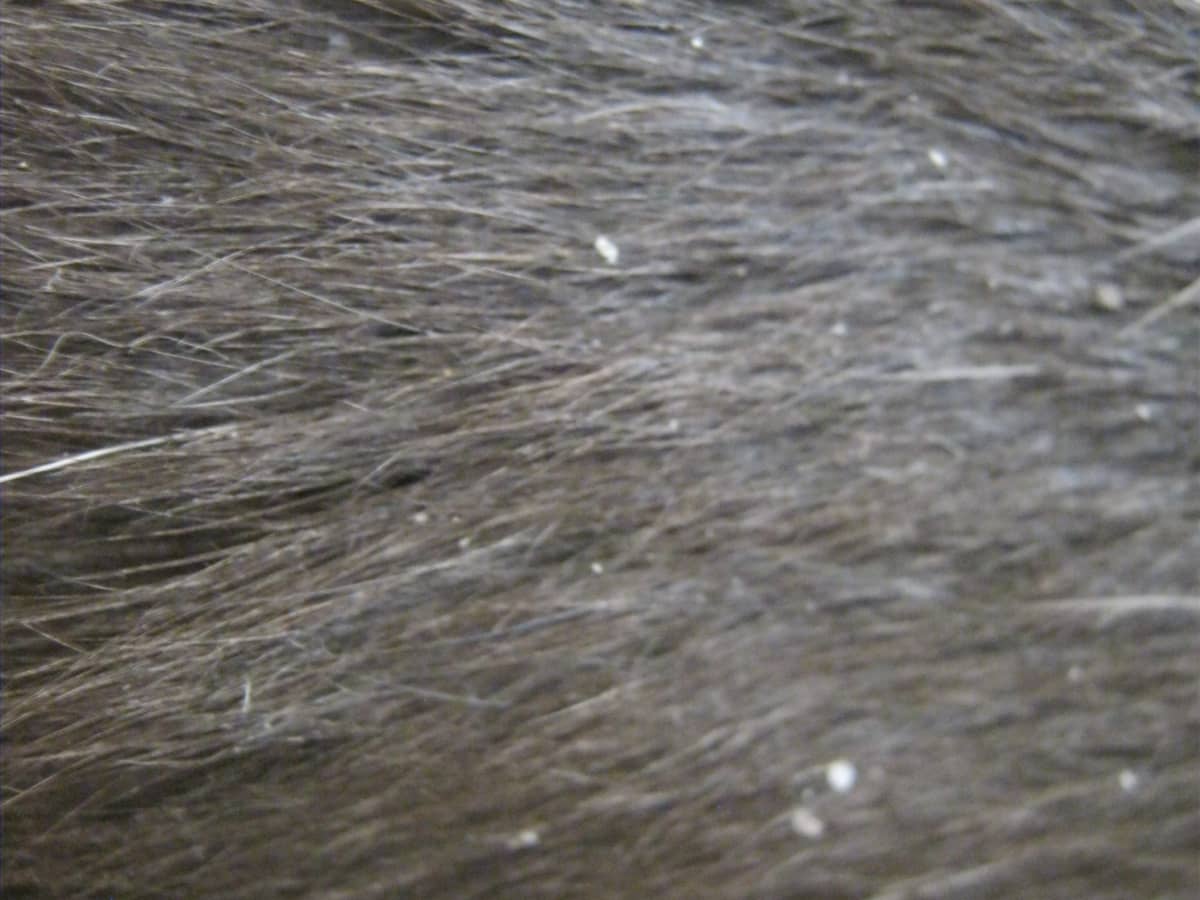 All About Dandruff in Cats