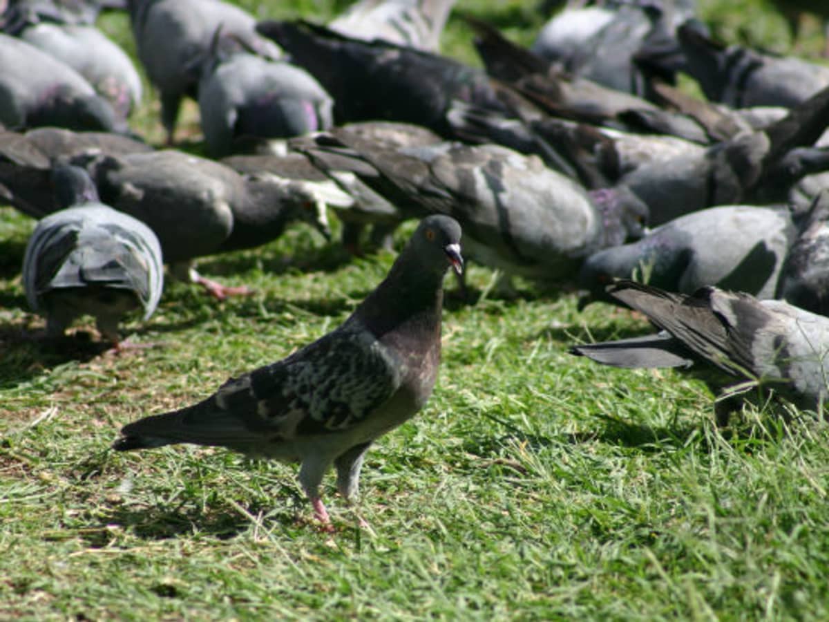 Do birds explode when they eat rice
