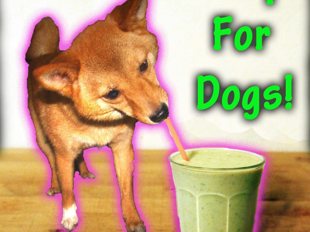 what happens if a dog drinks milkshake