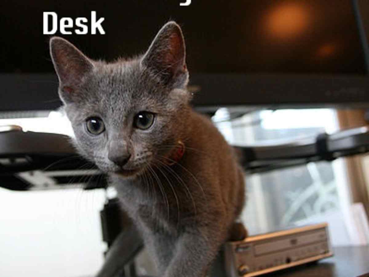 keep cat off desk