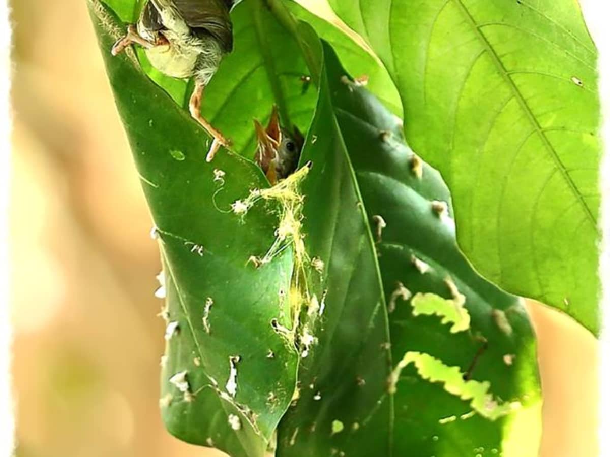 Stitched nest of tailor bird (