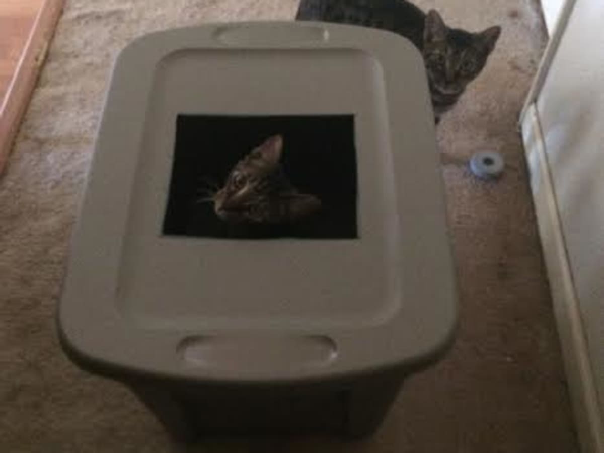 henvise is tårn Build a DIY Top-Entry Cat Litter Box for Cheap - PetHelpful