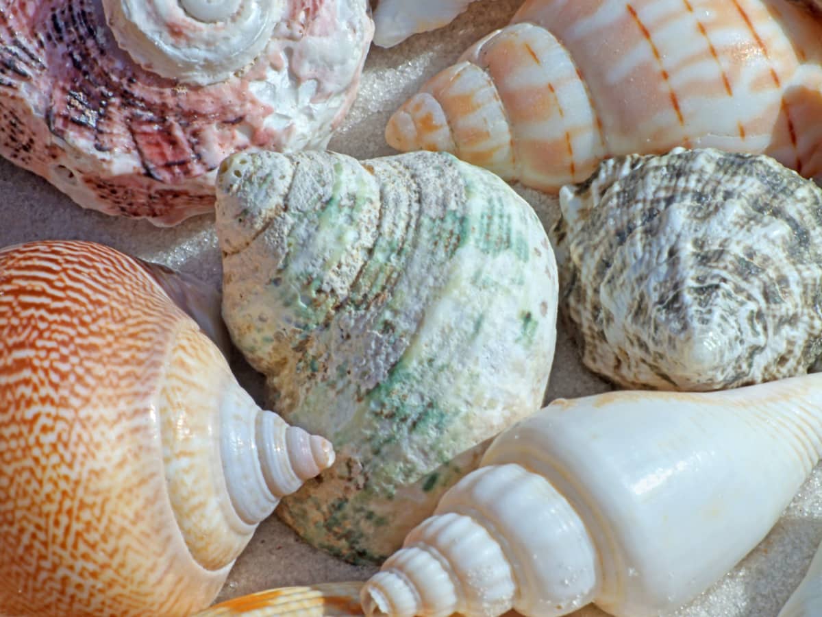 80g 25 PHOS Common Pacific Senticosus Sea Shells 2-5cm  Dog Whelk Crafts 
