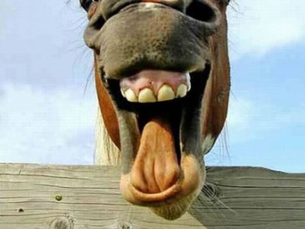 Horsing Around Horses Do The Funniest Things! - HubPages