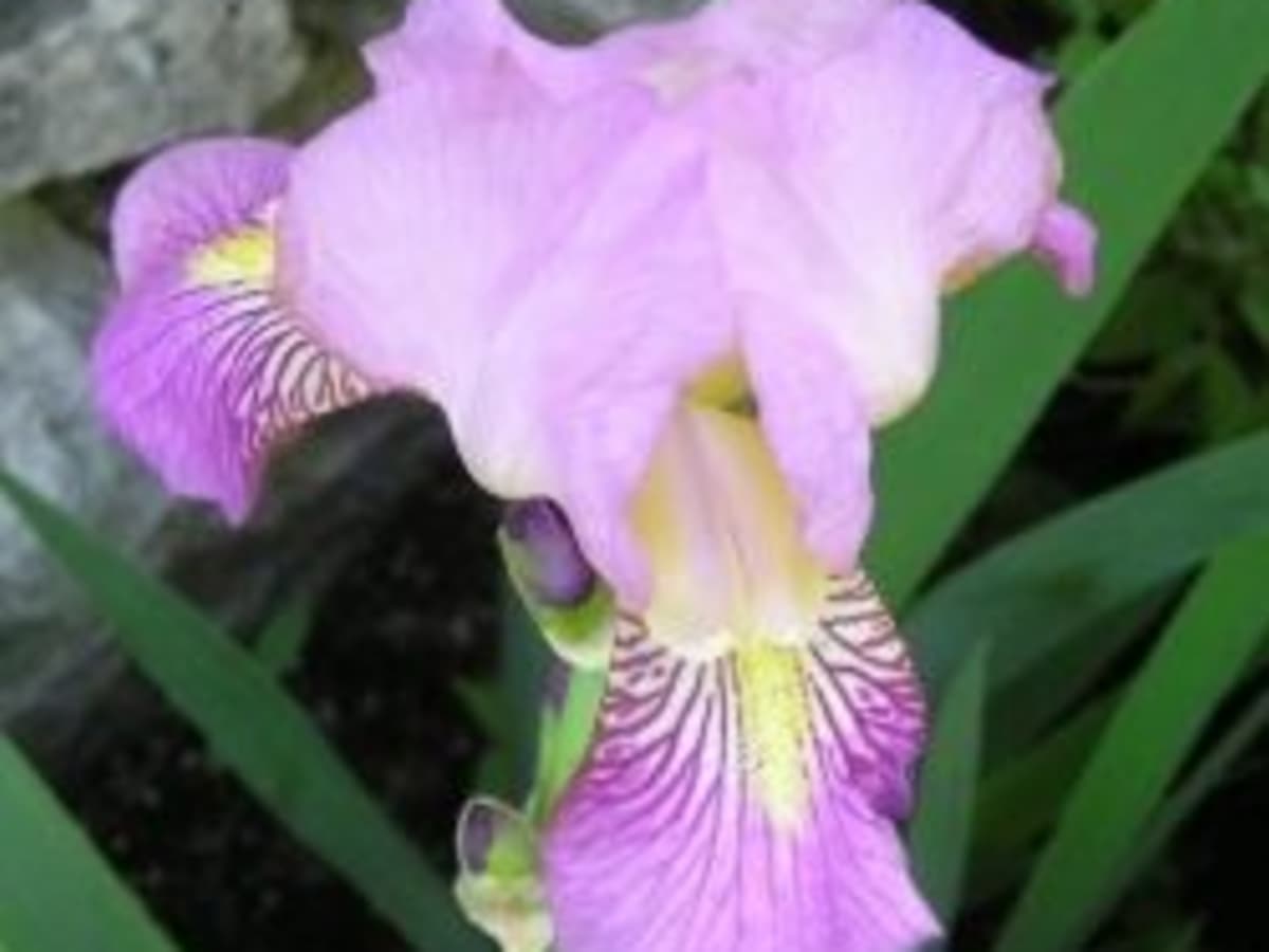 Growing Tall Bearded Irises And More Hubpages