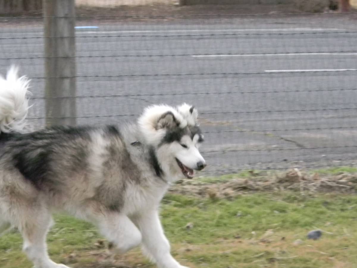 are alaskan malamutes high energy