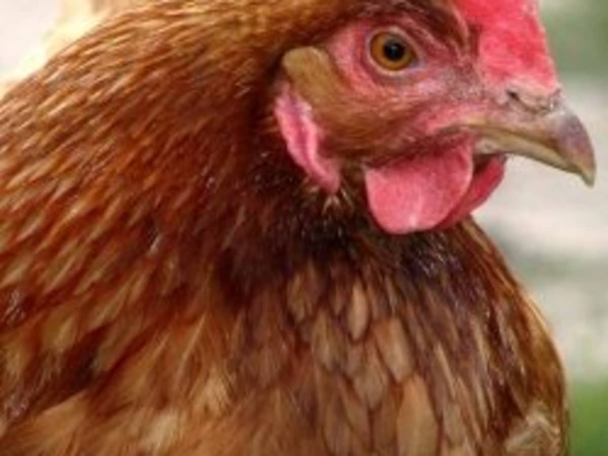 Septic Tank Pumping: Does the Dead Chicken Trick Work?