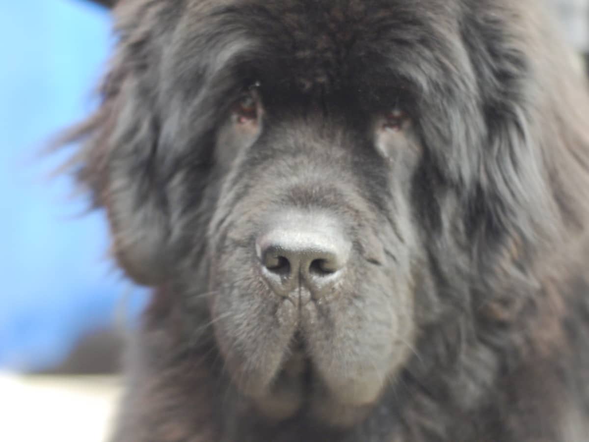 how much weight can a newfoundland dog pull