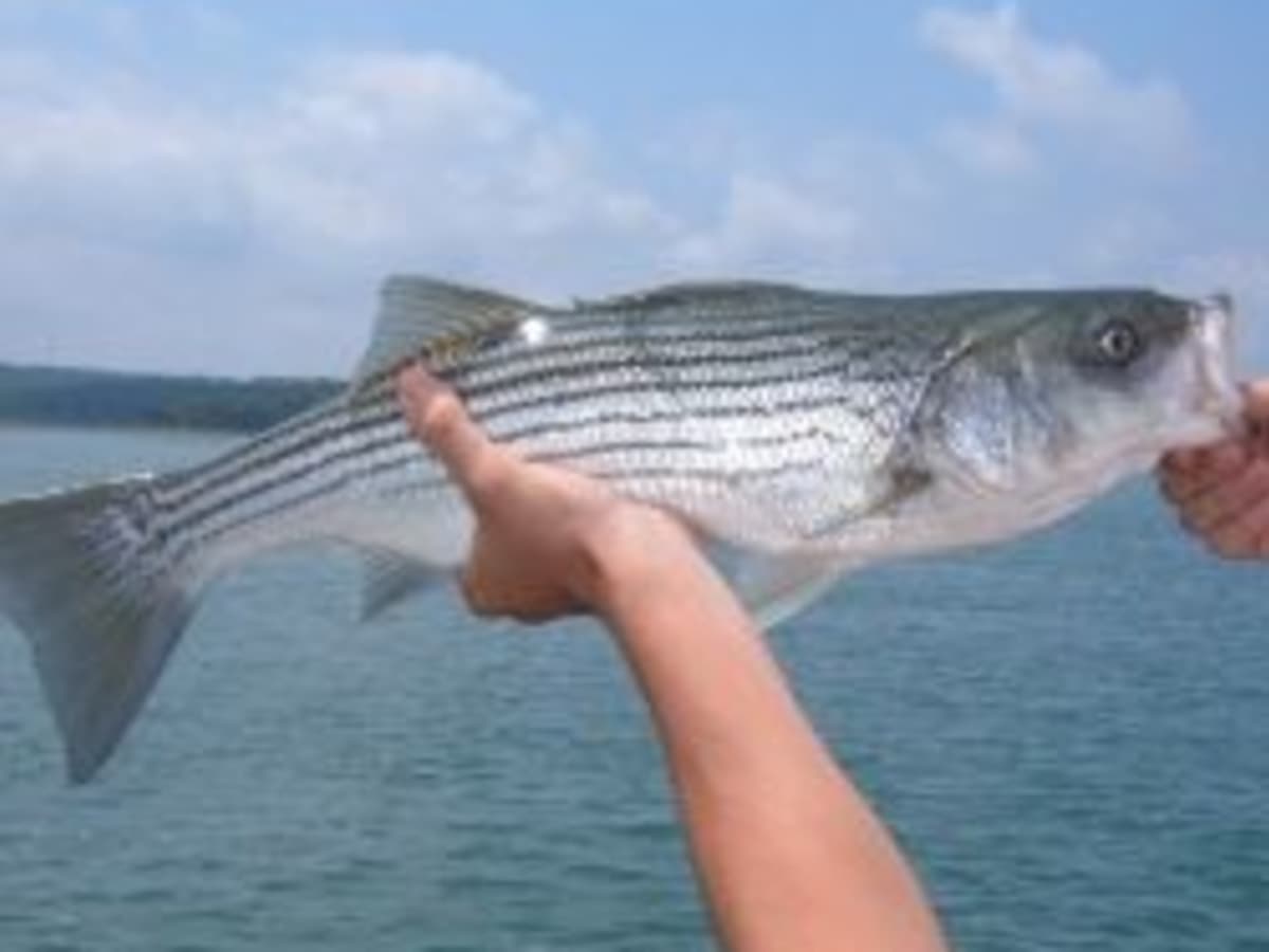Catching Stripers with Sea Clams: Striped Bass Fishing Techniques - HubPages