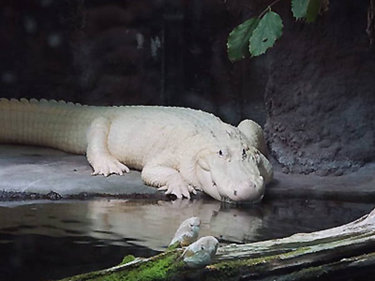 Differences Between Albino and Leucistic Crocodiles and Alligators -  Owlcation