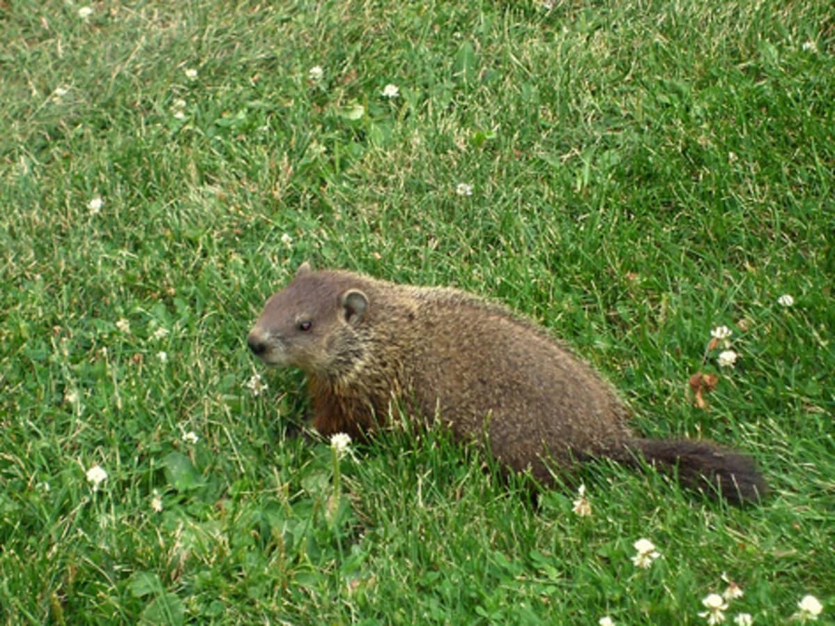 Woodchuck, Whistle-Pig, Land-Beaver - Everything You Would Ever Like to  Know About Groundhogs in North America - HubPages