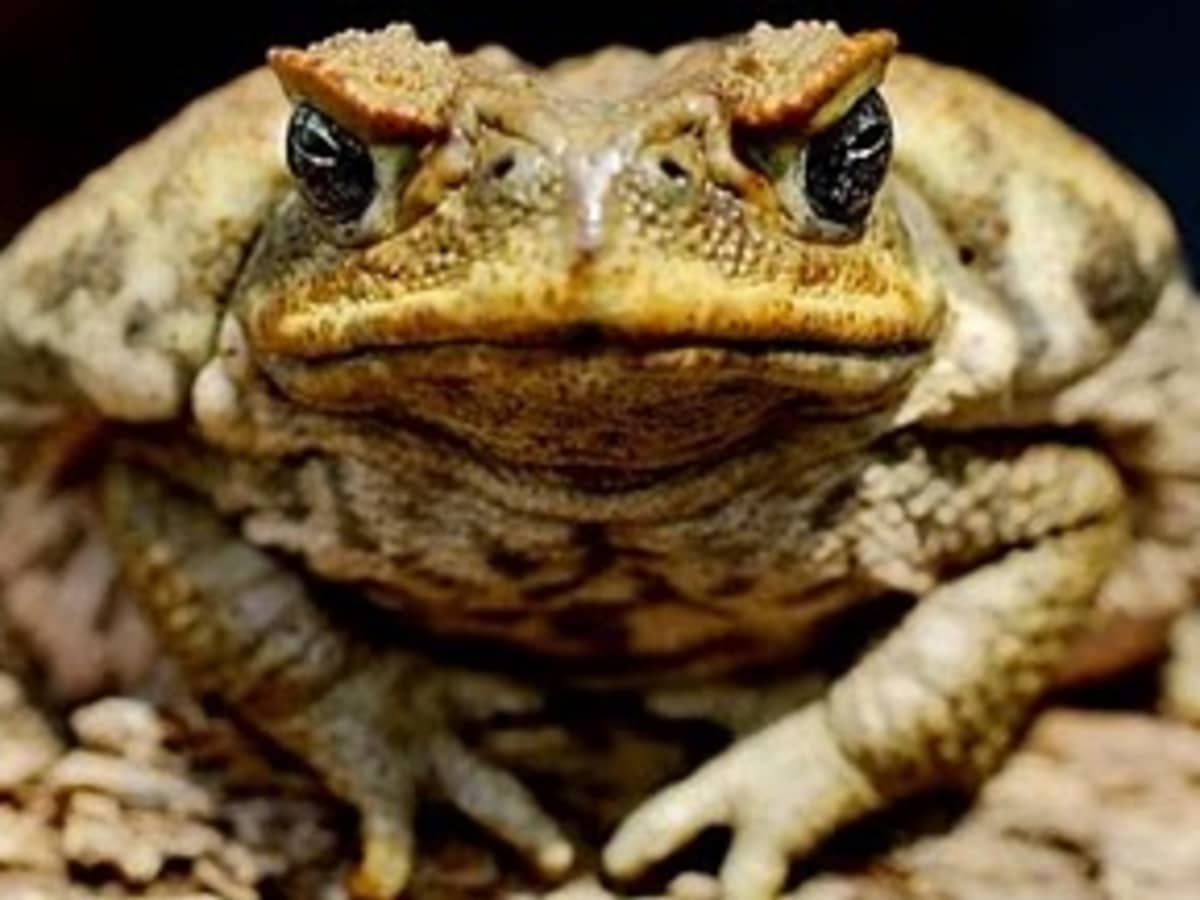 toads philip larkin summary