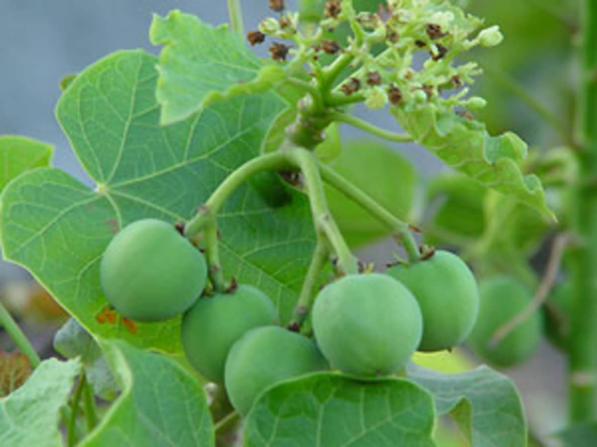 The Healing Powers of Physic Nut Leaves   HubPages