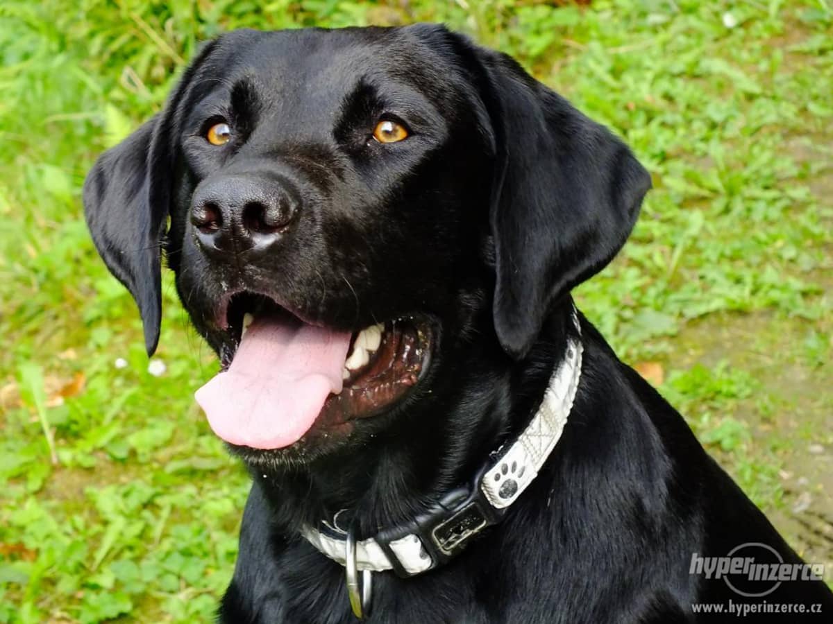 how to train a black labrador