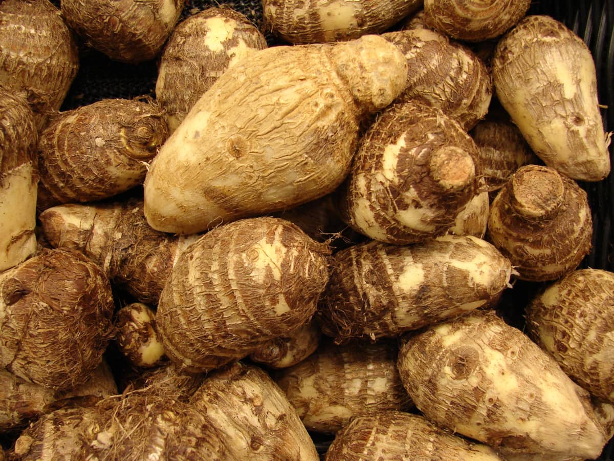 Taro Root Colocasia Or Arbi And Poi Nutrition And Health Benefits Hubpages