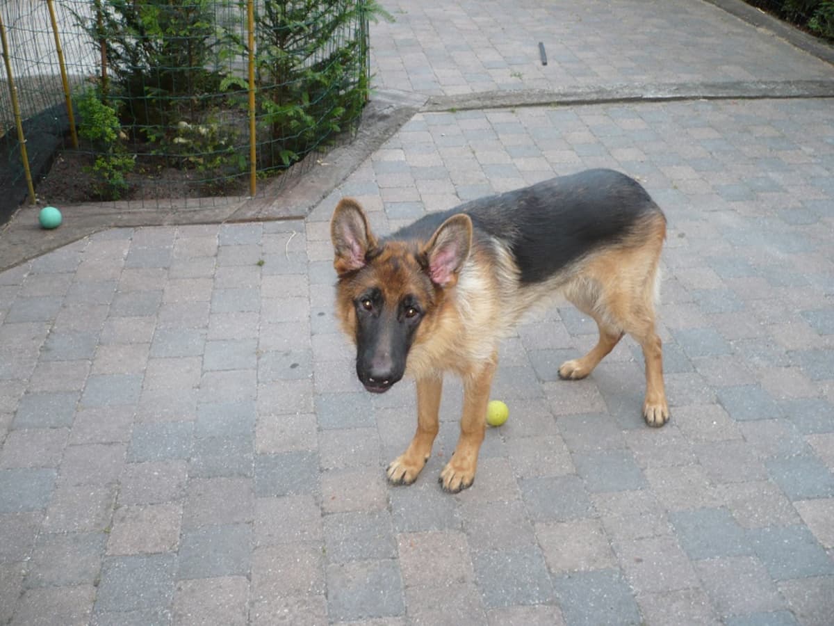 best food for german shepherd to gain weight