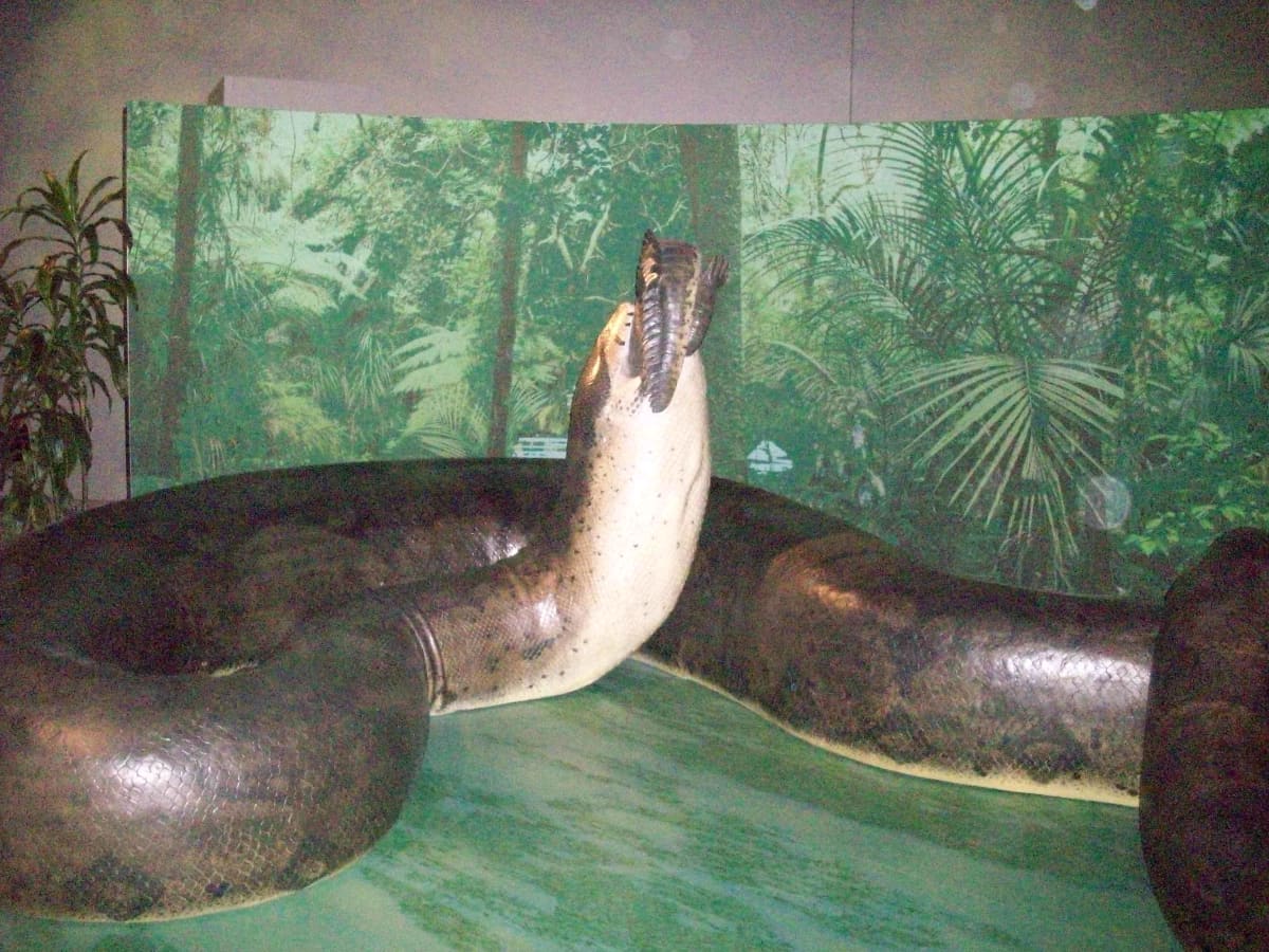 titanoboa vs anaconda size